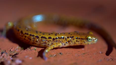 extreme closeup of the long-tailed salamander outside