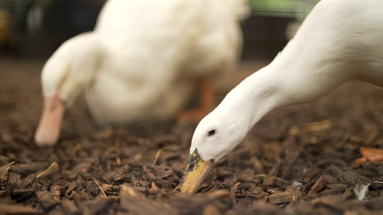 Eine Nahaufnahme von zwei weißen Enten, die Futter fressen.