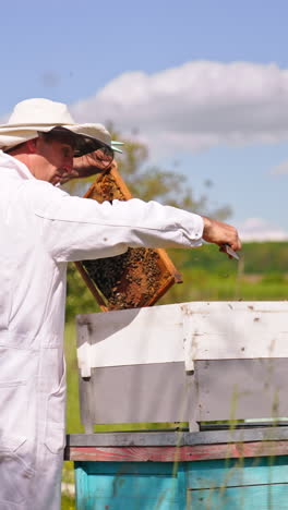 beekeeper holds a brown frame coated with bees. apiarist places honey frame into a wooden bee hive. nature backdrop in blur. vertical video