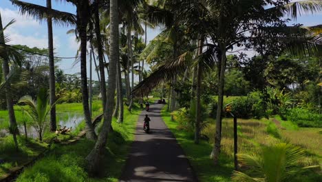 Zoom-Aéreo-Fuera-De-La-Carretera-Tropical-Llena-De-Palmeras-Y-Lugareños-Conduciendo-Motos-En-Bali,-Indonesia