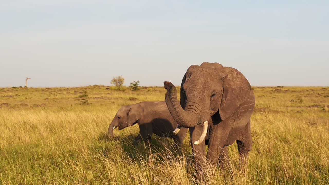 movimiento lento de un elefante bebé y una madre protectora tocando la trompeta con la trompa en el aire, animales salvajes africanos en masai mara, áfrica, kenia, steadicam gimbal tracking shot en masai mara
