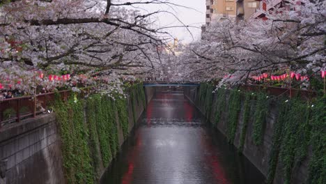 tilt reveal of beautiful meguro river, ivy on walls of canal while sakura bloom