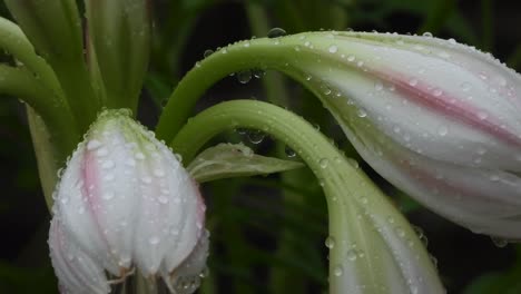 white flowers green - goold