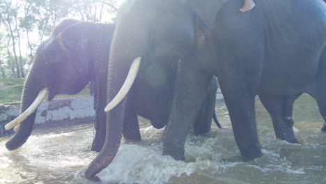 two sumatran elephants emerge from water, linked together by chain, slow motion, sun flare