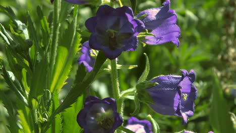 abejas en flores de campana moradas