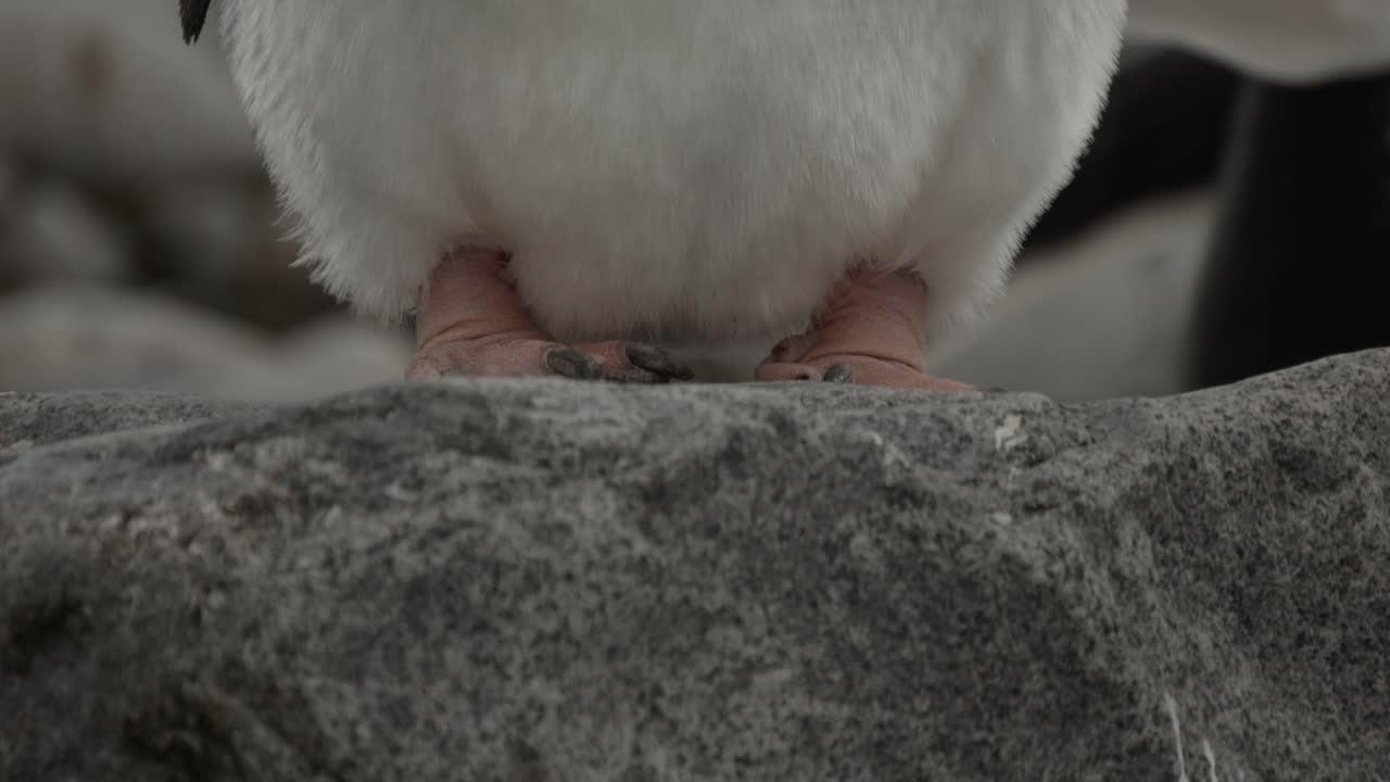 Amazing close up of gentoo penguin in Antarctica