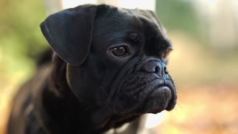 bulldog francés negro con orejas caídas mirando el primer plano de la cámara