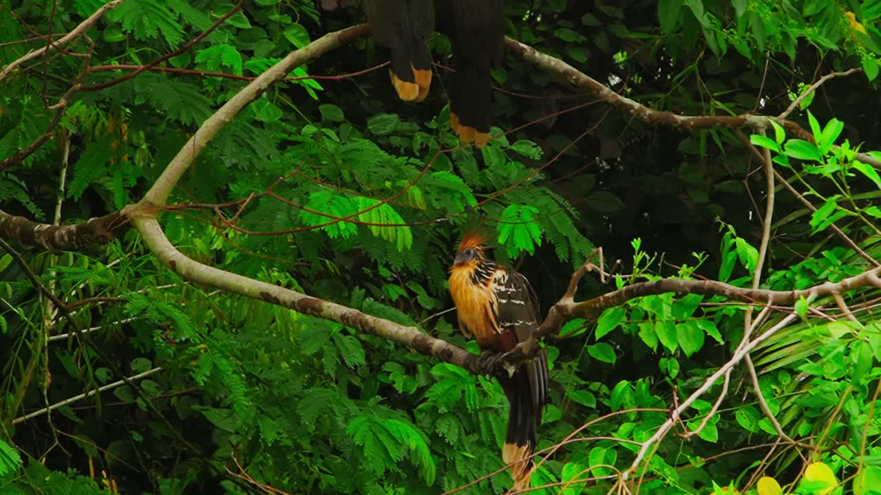A Hoazin or Hoactzin (Opisthocomus hoazin) in the amazon sitting on a ...