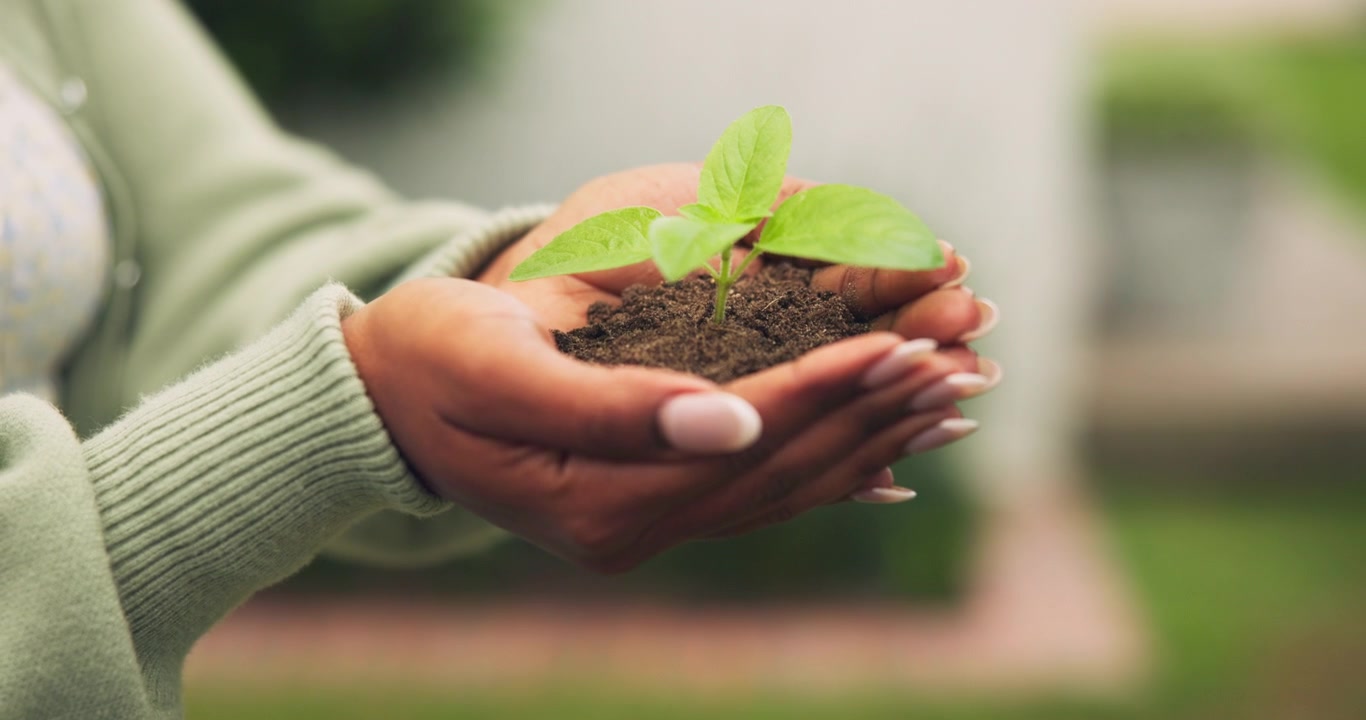 Person Holding a Small Green Plant Sprout in Hands