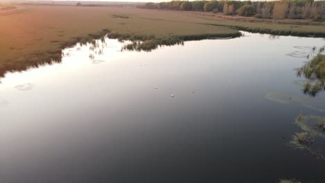 Swans-are-sailing-on-a-calm-lake-with-the-sunrise-in-background