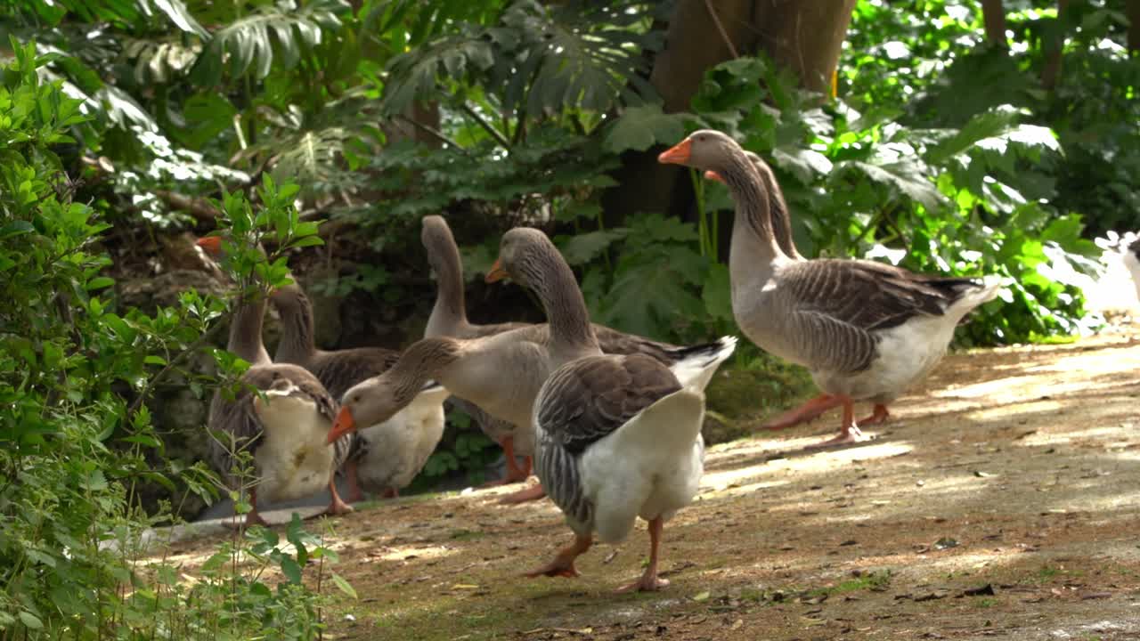 hermoso parque con pavos reales, gallinas y patos