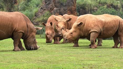 rhinoceros with dirty skin pasturing on grass in savanna