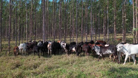 Vista-Aérea-De-La-Ganadería-En-El-Sistema-Integrado-Lavoura,-Ganadería,-Bosque-2