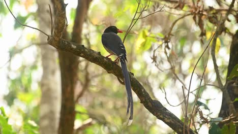 Red-billed-Blue-Magpie,-Urocissa-erythroryncha,-4K-Footage,-Huai-Kha-Kaeng-Wildlife-Sanctuary