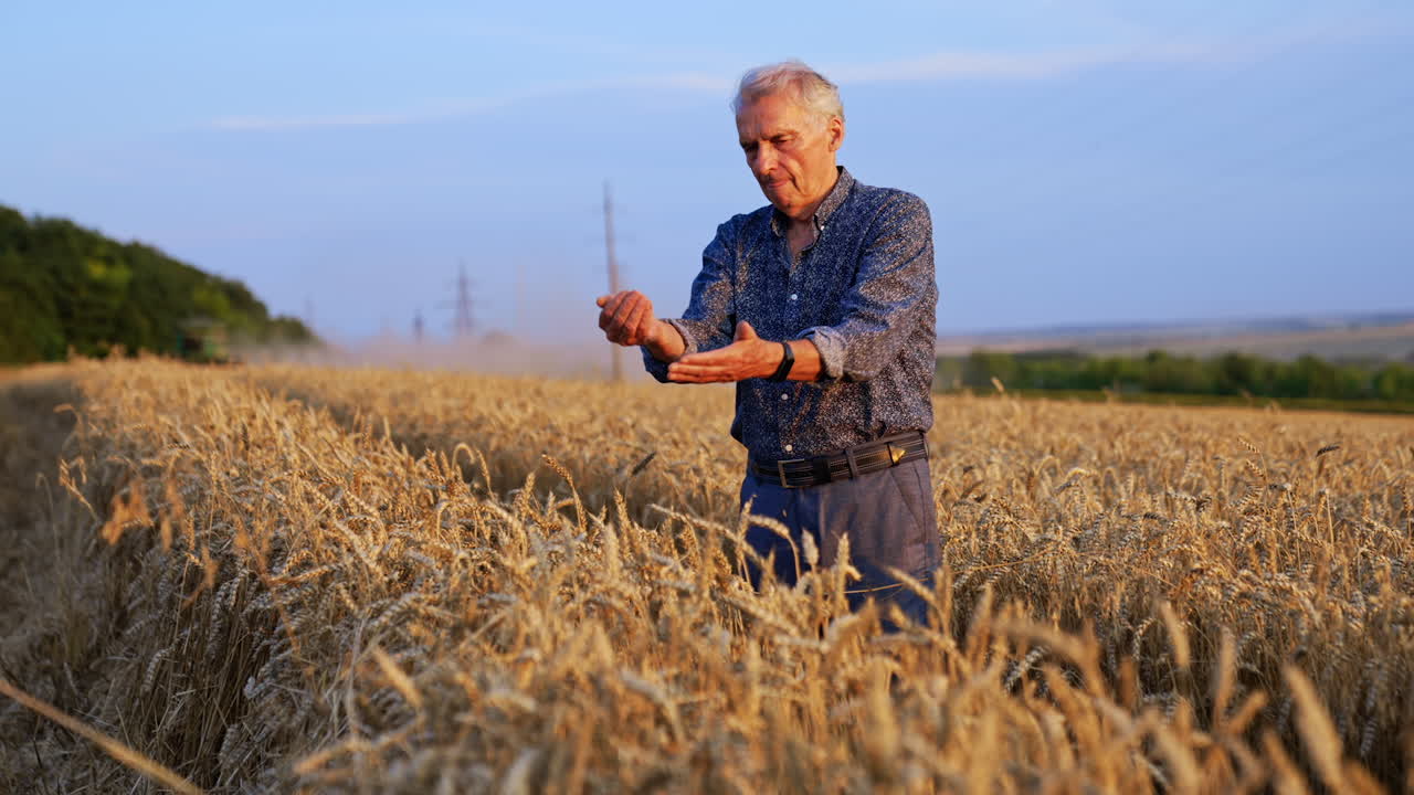 Elderly man checks wheat at dusk. An elderly man inspects a field of golden wheat during sunset, showcasing the beauty of rural farming