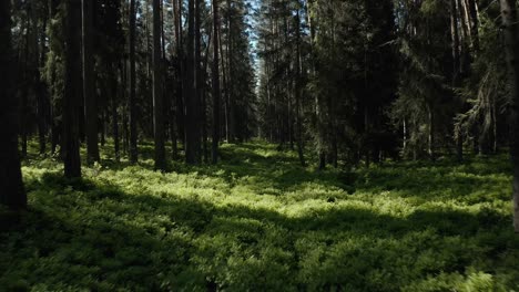 flying low in the green forest between trees - drone shot