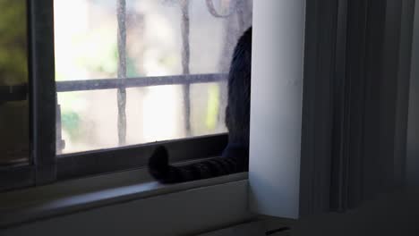 curious cat looking out the window