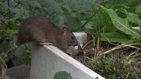 una rata marrón, rattus norvegicus, una especie introducida, en un jardín urbano