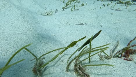 incredible robust ghost pipefish couple swaying together with the ocean current