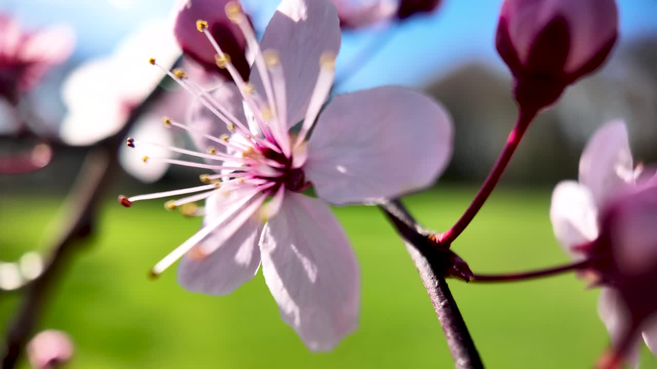 Wiosenne Odrodzenie i Kwiatowe Piękno. Zbliżenie na Różowe Kwiaty Wiśni w Pełnym Rozkwicie na Tle Zielonego Ogrodu.