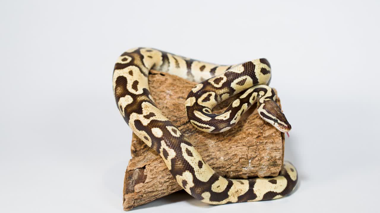 Ball python coils and flicks tongue on wooden log under soft studio lighting, static camera