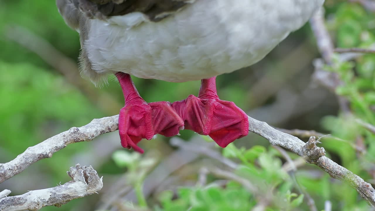 pájaro piquero de patas rojas de cerca en las islas galápagos