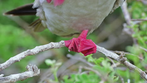 Red-footed-boobie-bird-up-close-in-the-Galapagos-Islands