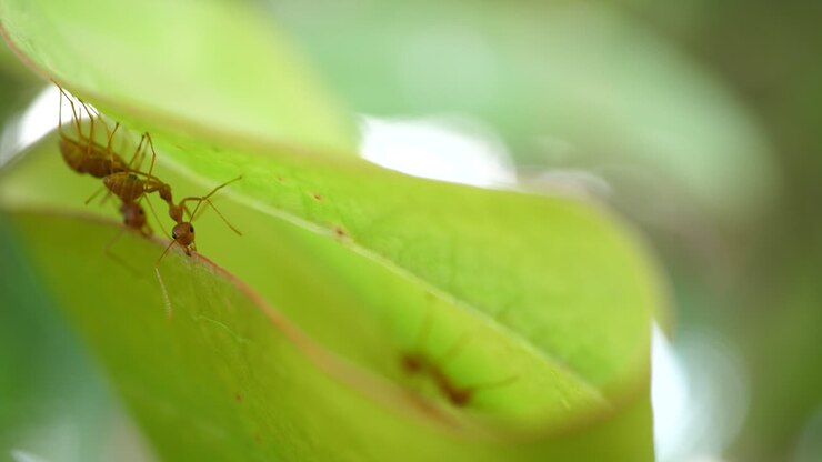 Ants on a leaf