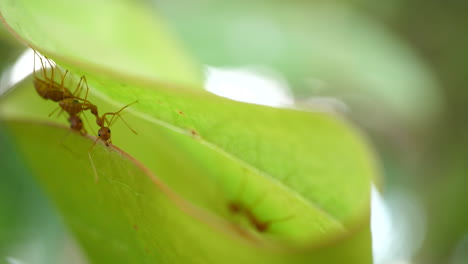 ants on a leaf