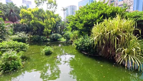 lush greenery surrounds a tranquil pond in hong kong