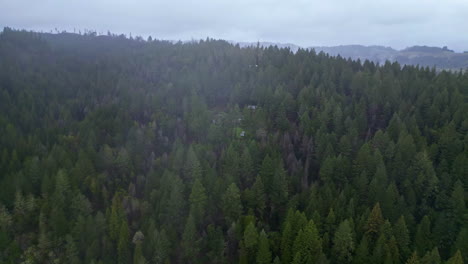 aerial drone view of green pine trees at muir woods national monument