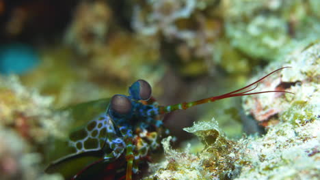camarón mantis colorido en el arrecife de coral