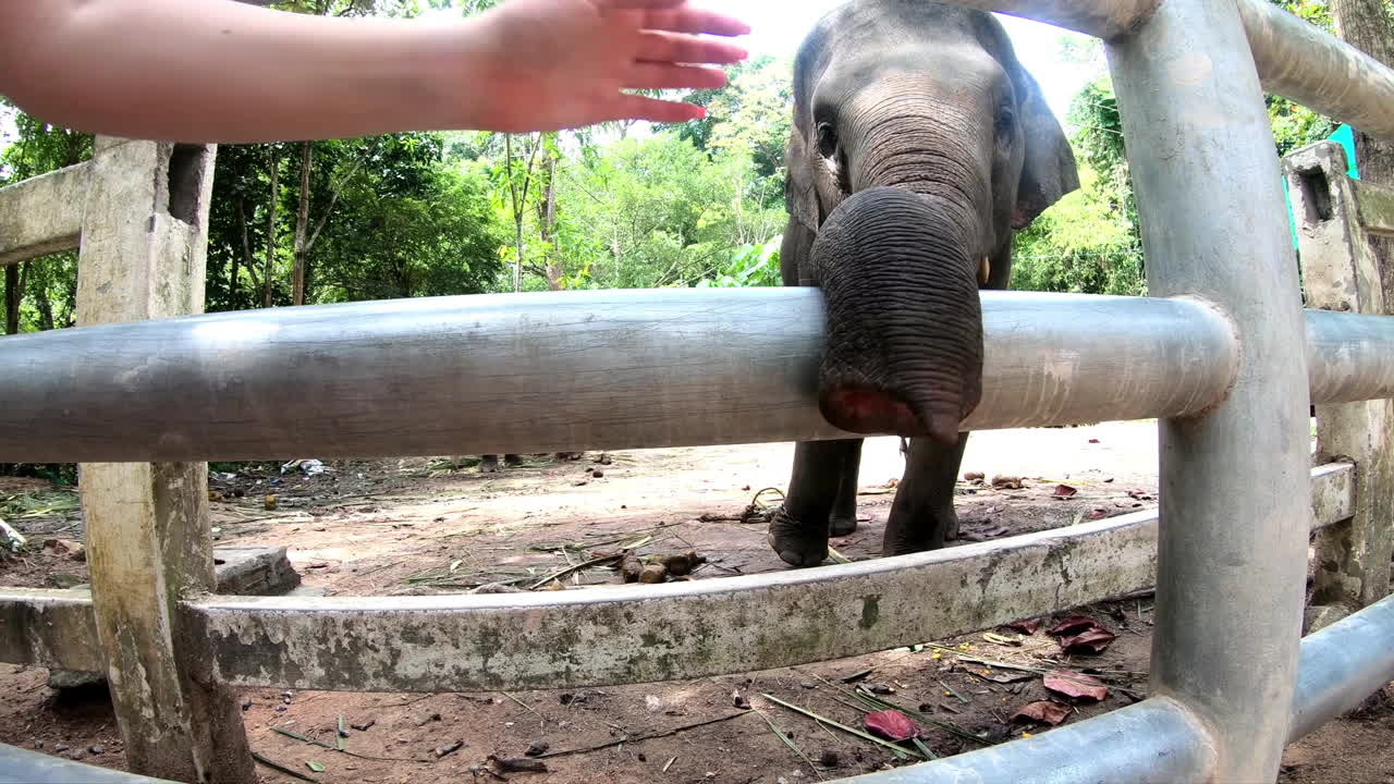 The trunk of a baby elephant asking for food close-up. At the end of the scene, a female hand strokes the trunk of an animal