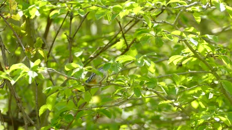 a northern parula jumping from branch to branch on a green leafy tree, exploring and looking around