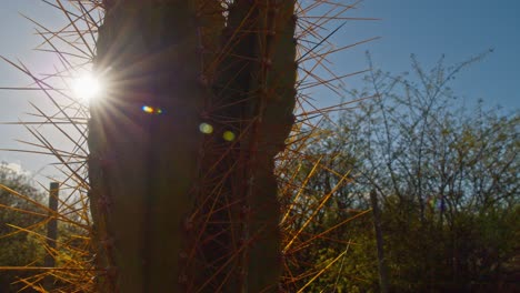 cactus , brazilian cultural significance, hot dry environment