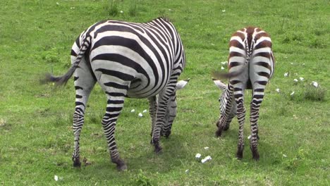 mother and juvenile zebra grazing, medium shot, view from behind