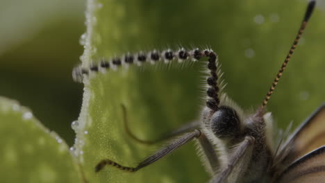 macro shot of an insect antenna on a dew-covered leaf