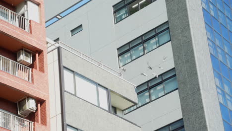 Bandada-De-Palomas-Volando-Y-Aterrizando-En-Las-Barandillas-De-La-Azotea-Del-Edificio-En-La-Ciudad-De-Tokio,-Japón