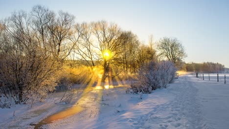 sunbeams filtered through branches of tree covered in snow