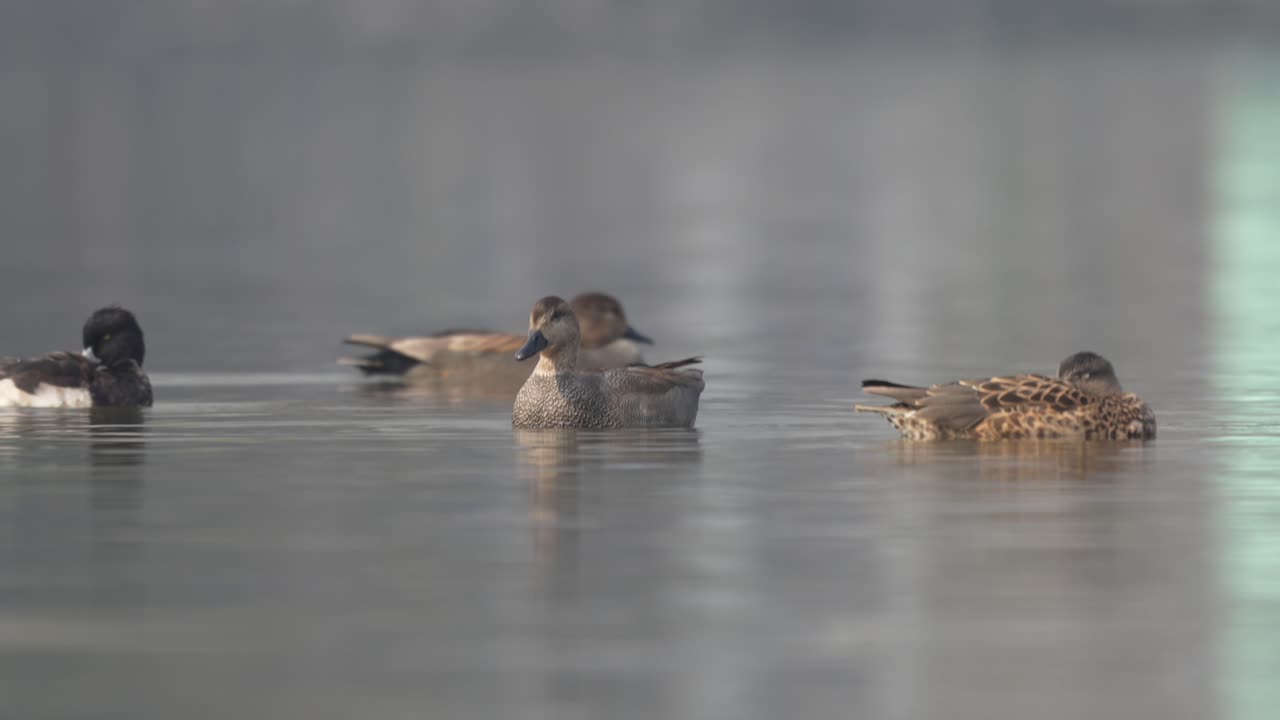 몇 마리의 오리 들 이 이른 아침 빛 에 호수 에 돌아다니고 있다