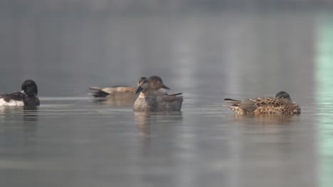 algunos patos nadando alrededor de un lago en la luz de la mañana temprano