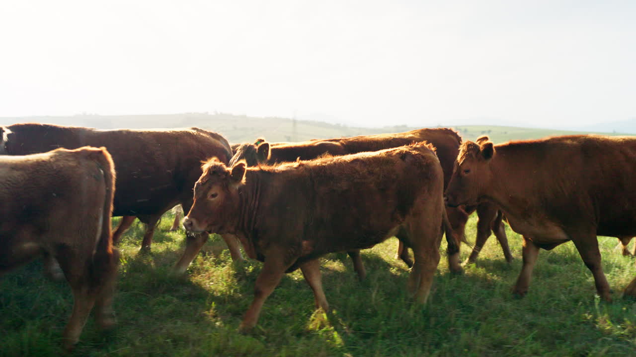 Campo con mucche, fattoria e bestiame che cammina in campagna