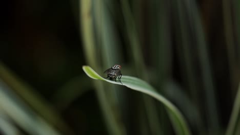 a fly perch on a lily bamboo leaf, deep focus blurry background