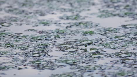 Wasser-Caltrop,-Kastanie,-Büffelnuss,-Fledermausnuss,-Teufelsschote,-Lengnuss,-Lin-Kok,-Leng-Kio-Nuss,-Schnurrbartnuss,-Singhada-Im-Pokrata-See-Im-Sommer