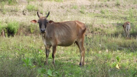 una foto de una vaca parada ubicada en el norte de tailandia en el área de umphang en asia