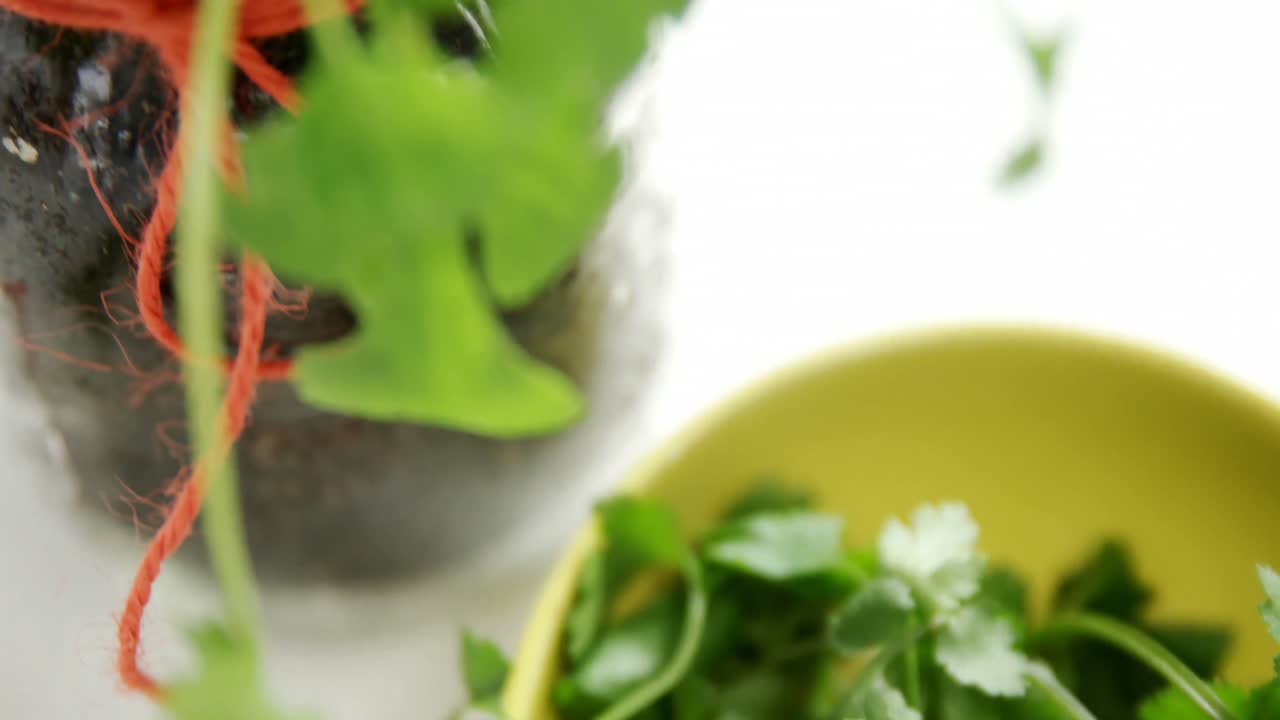 4k 항아리에 있는 코리안더 식물