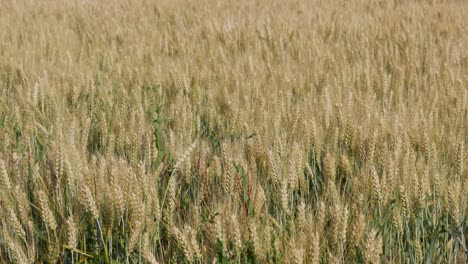 Campos-De-Trigo.-Trigo-Maduro.-Es-Hora-De-Cosechar