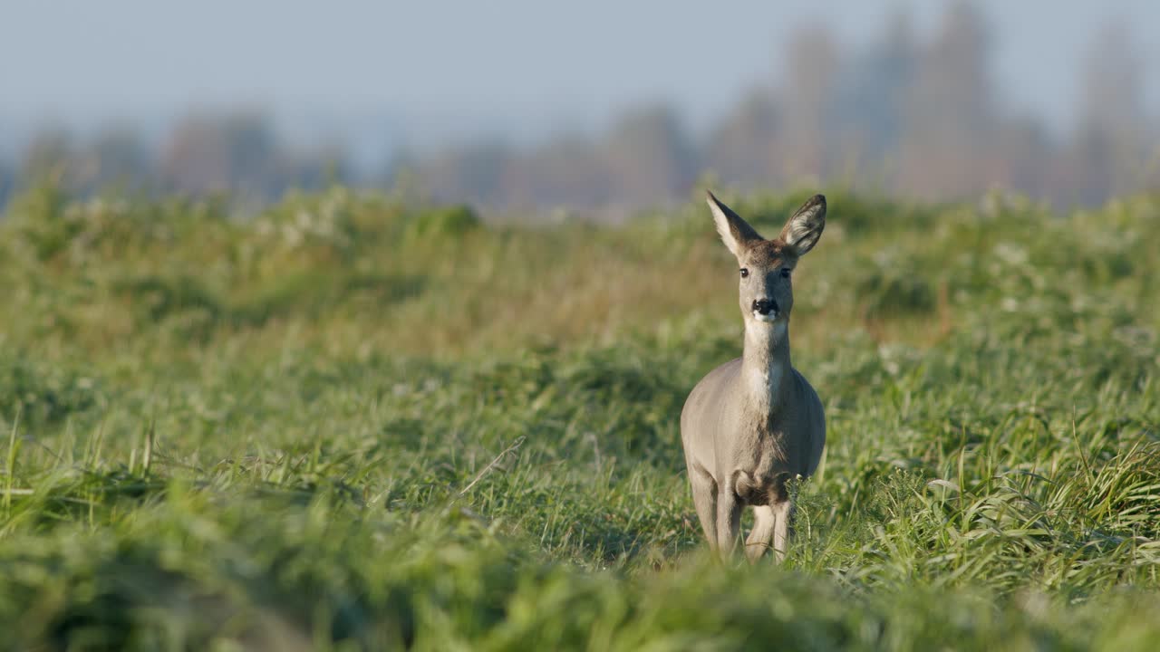 corzo salvaje común primer plano perfecto en pradera pasto otoño hora dorada luz