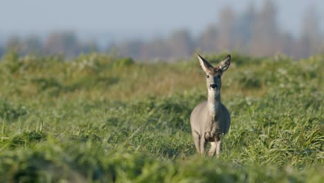 common wild roe deer perfect closeup on meadow pasture autumn golden hour light