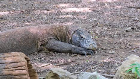 Dragón-De-Komodo-Descansando-Con-Los-Ojos-Abiertos-Y-Conservando-Energía-En-La-Naturaleza-En-La-Isla-De-Komodo,-Islas-Menores-De-Sonda-De-Flores,-Indonesia